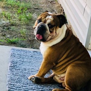 Meet your Posher, Brandy